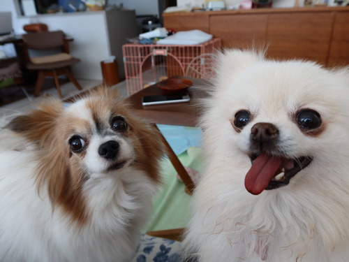 2021(R3)-3-18 �ѥԥݥ�ͽ����줾�� (9)