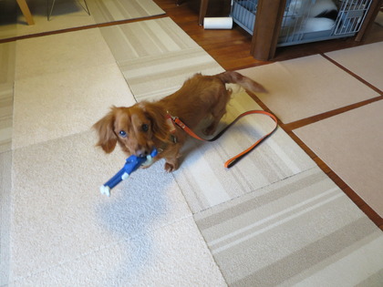 2017(H29)-7-25 スニフのプチステイ (5)