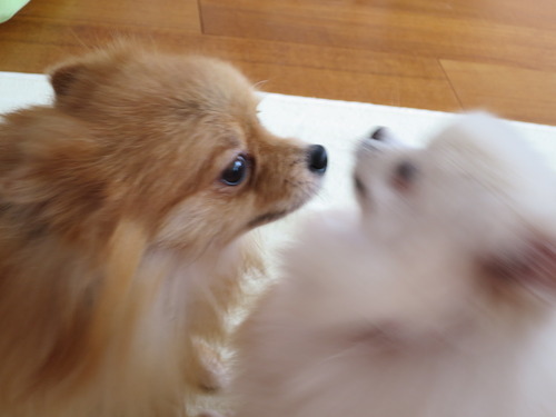 2020(R2)-10-20 今日も大好き❤ (9)