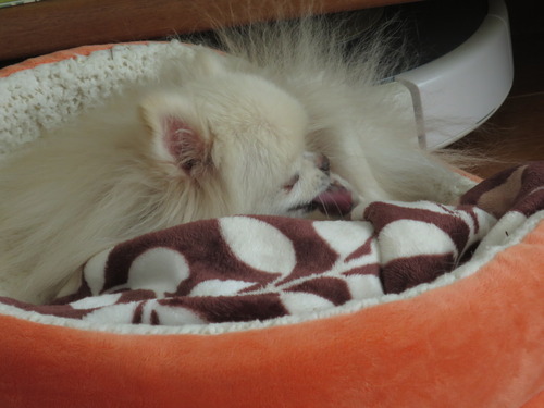 2020(R2)-11-16 ポーリポリ (10)