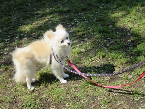 2020(R2)-4-24 ロージィお見合い(パーシモンセンター) (11)