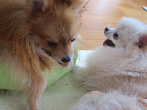 2020(R2)-10-20 今日も大好き❤ (18)