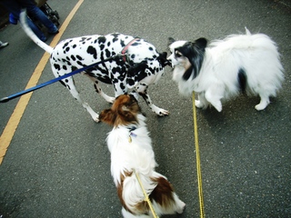 ダルメの小太郎君