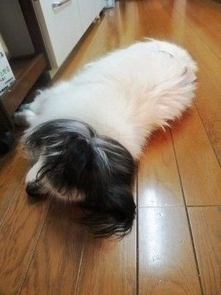 2016(H28)-4-23 ずうずうしくも (1)