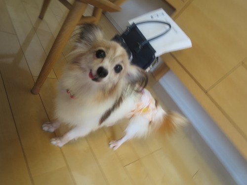 2020(R2)-9-27 ファラのトライアル開始 (7)