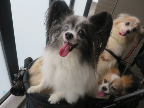 2020(R2)-9-1 Happy birthday, Luna (14)