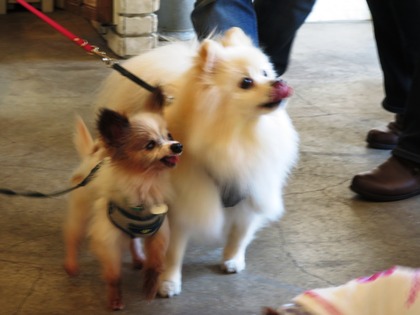 2017(H29)-4-23 �����Τ�Ʋ� (1)