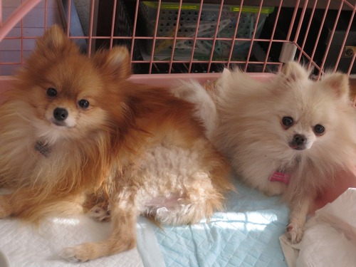 2020(R2)-11-17 ケージも一緒 (1)