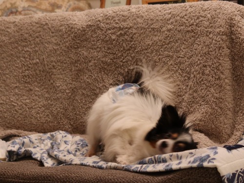 2021(R3)-3-18 �ѥԥݥ�ͽ����줾�� (15)