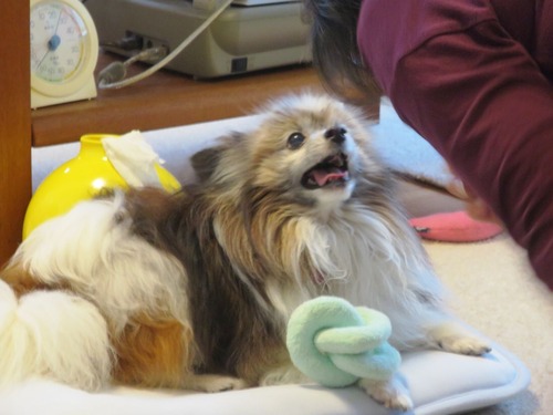 2019(R1)-7-12 ͳ²ÃΤ¤µ¤ó¤ÈÍ·¤Ö (9)