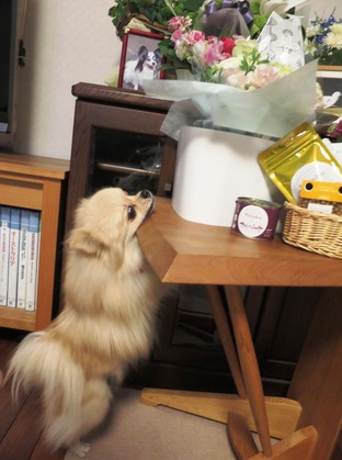 2017(H29)-3-21 ロビン永眠 No (38)