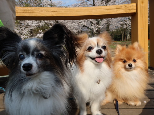 2021-3-26 代々木公園の桜 (23)