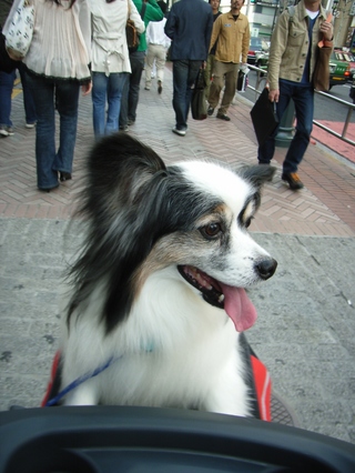 ロビンがカートで