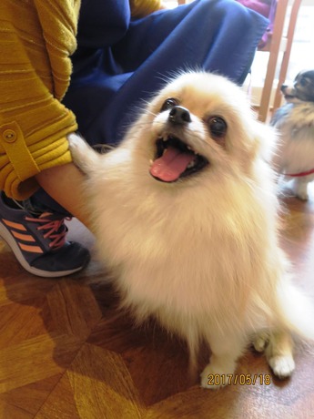 2017(H29)-5-18 ̵н (4)