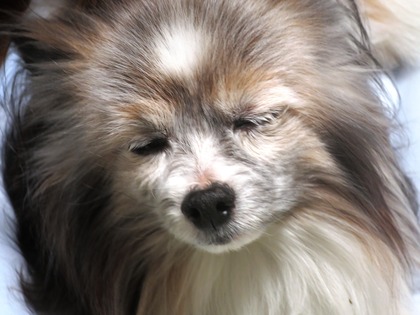 2019(R1)-5-28 ¤´ÈÓ½¸¹ç¤ÈÌÜ¤Ä¤Ö¤ê¥Æ¥ª (2)