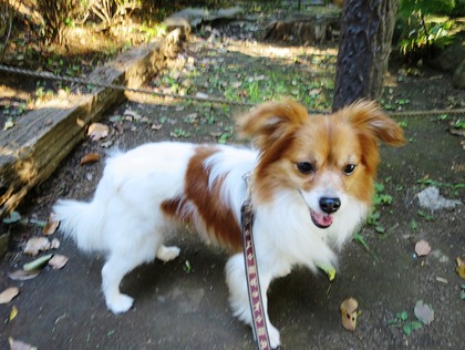 2018(H30)-6-30 ���������˥å���ī���� (16)