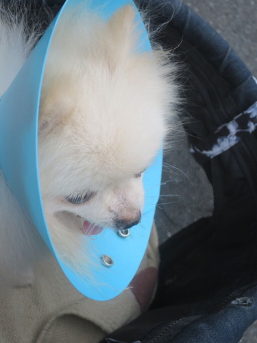 2020(R2)-9-20 ½Ñ¸å¤Î¤ª»¶Êâ (1)