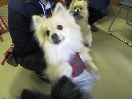 2018(H30)-3-17 第38回里親会巣鴨:マーブル