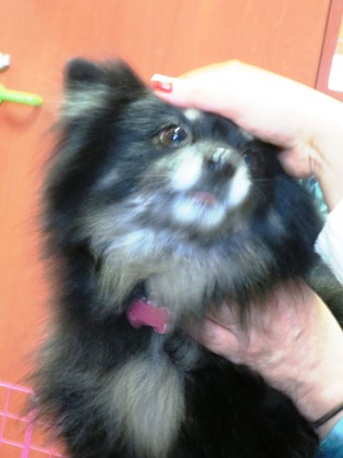 2018(H30)-1-20 第36会巣鴨里親会 (13)