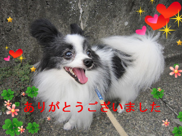 BlogPaint