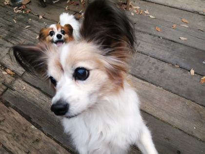 2013-12-8 田奈ラン(ケイトプチオフ会) (60)