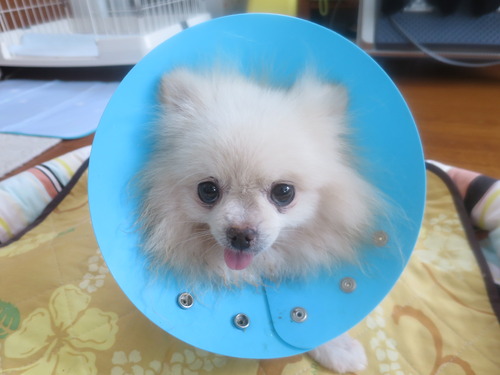 2020(R2)-9-19 ÈòÇ¥¼ê½Ñ¸å¤Î¥ß¥ë¥¡¼ (2)