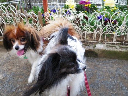 2014-3-17 春は強風 (21)