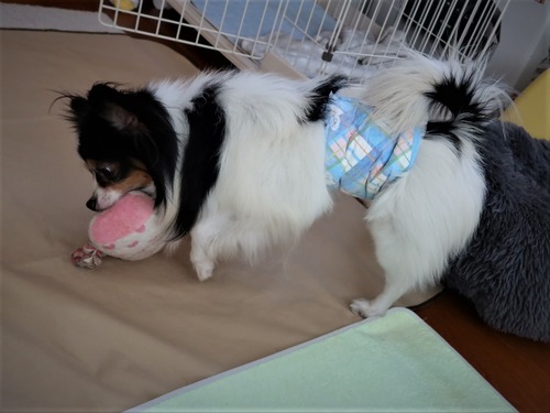 2021(R3)-3-16 ミルキーとトムの遊び (4)