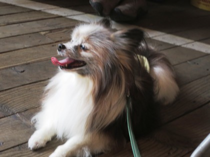 2019(R1)-5-18 第56回里親会 巣鴨 (9)