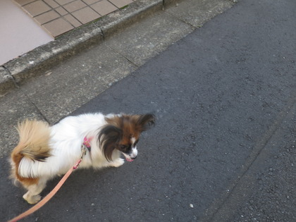 2017(H29)-11-7 ��������ī��4��󥳤Ȼ�ǰ����  (4)