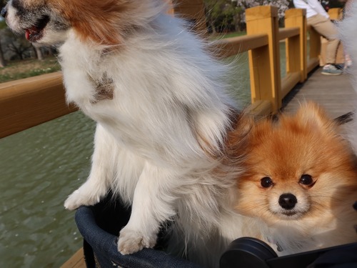 2021-3-26 代々木公園の桜 (39)