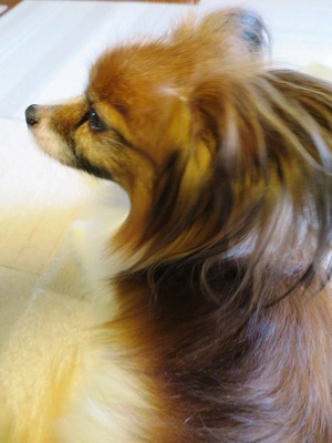 2014(H26)-10-9 �����ס��夬�� (6)