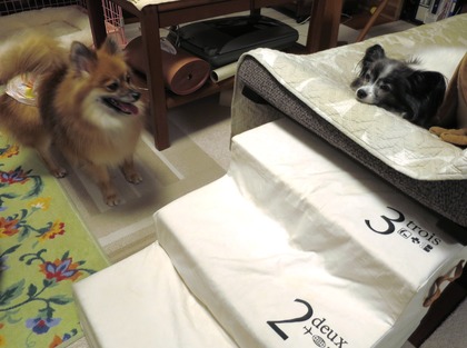 2018(H30)-12-24 ディアが生まれ変わった日 (14)