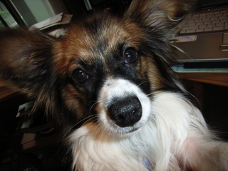 がんばりまっす