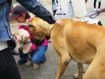 2016(H28)-4-16 代々木公園わんわんカーニバル (1)