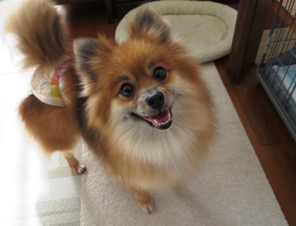 2018(H30)-12-25 解って欲しいのこの気持ち (2)