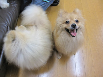 �Ǹ�Υȥ�ߥ�