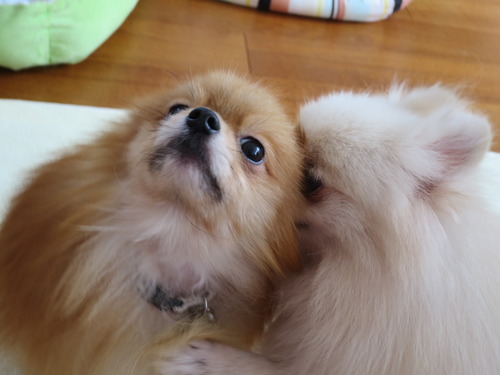 2020(R2)-10-20 今日も大好き❤ (8)