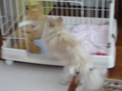 2020-3-15 逃げろや逃げろ (8)