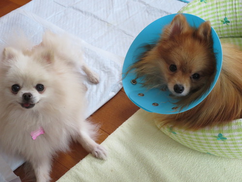 2020(R2)-10-23 今日は離れて (2)