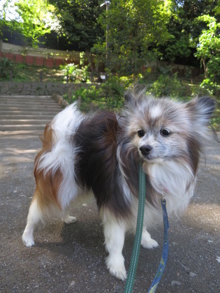 2019-4-28 三頭でお散歩 (3)