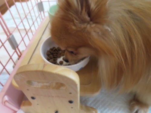 2020(R2)-11-24 ミルチャの食事事情 (4)