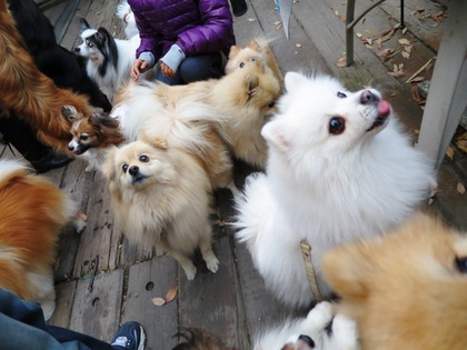 2013-12-8 田奈ラン(ケイトプチオフ会) (72)