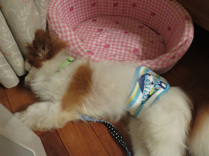 2017(H29)-7-17 ������ε��� (3)