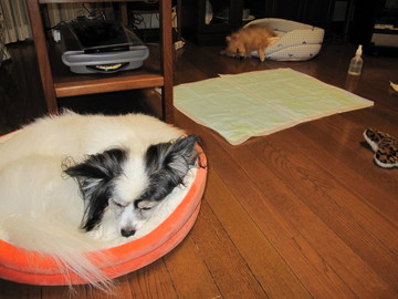 ロビンがカドラー