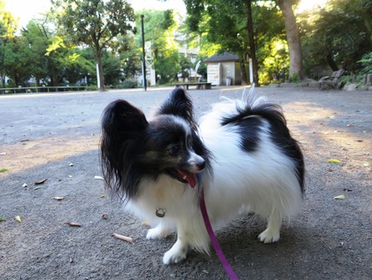 2015(H27)-7-14 猛暑の朝 (7)