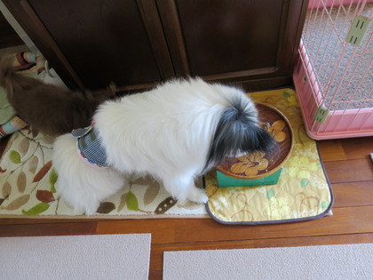2015(H27)-8-6 食べ過ぎた朝食とクリン (8)