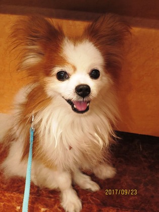 2017(H29)-9-23 マグのトライアル前夜 (3)