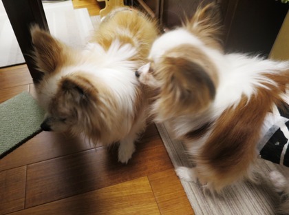 2019(H31)-3-7 歩夢 vs スフィン (5)