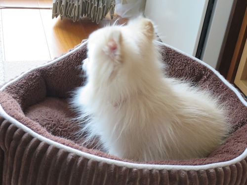 2020-3-23 踏み止まり (1)